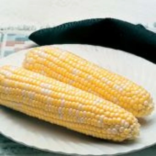 Delectable Corn CN33-50