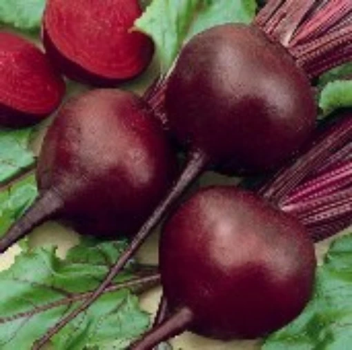 Detroit Dark Red Beets BT5-50