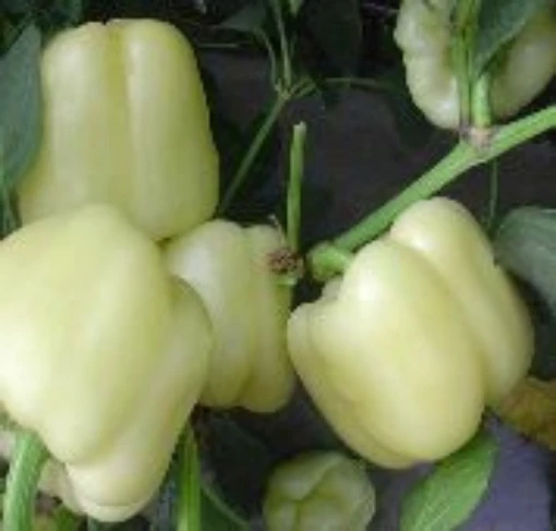 Diamond White Peppers SP178-20