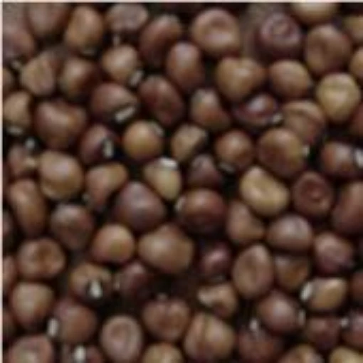 Dimpled Brown Cowpeas CP14-50