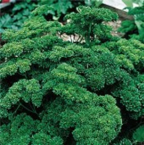 Double Curled Parsley HB174-100