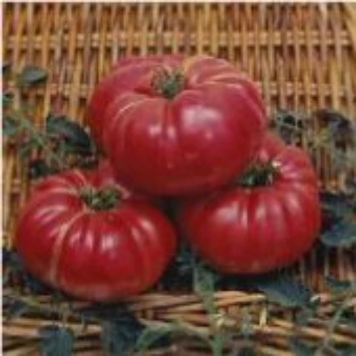 Dutchman Tomato TM434-20