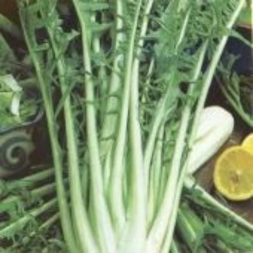 Emerald Ice Chicory CE1-250