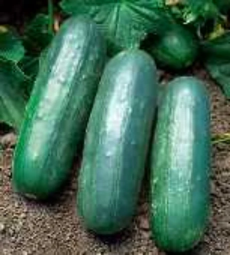 Eureka Cucumbers CU89-20