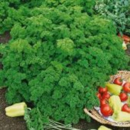 Evergreen Parsley HB172-100