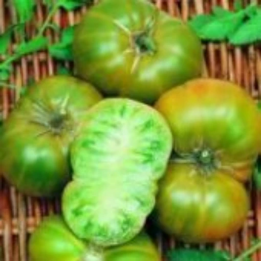 Evergreen Tomato TM44-20
