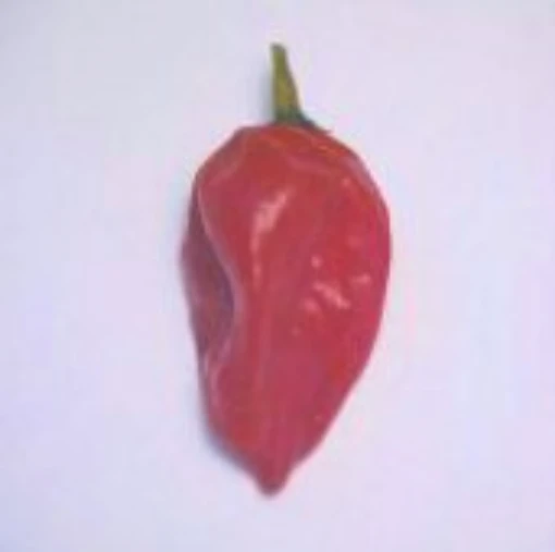 Fatalii Red Peppers HP688-10