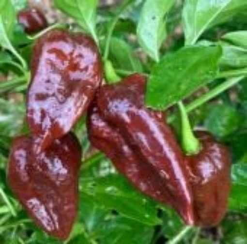 Fatalii Chocolate Peppers HP2014-10