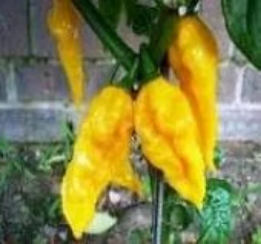 Fatalii Hot Peppers (Yellow) HP80-10