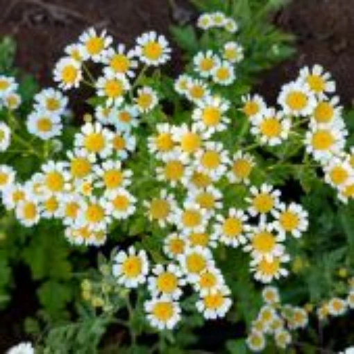 Feverfew HB40-100