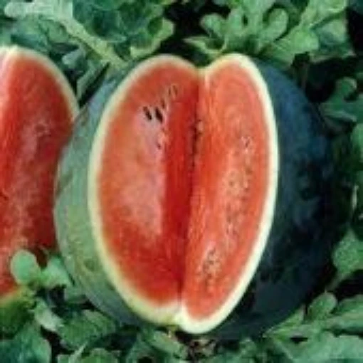 Florida Giant Watermelons WM9-20