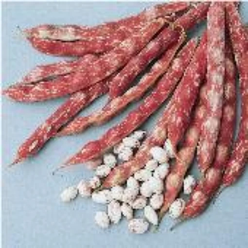 French Horticultural Bush Beans BN70-50_Base