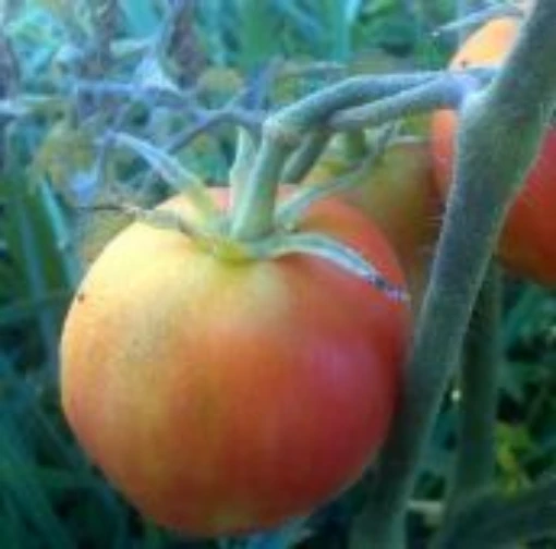 Garden Peach Red Tomato TM224-20