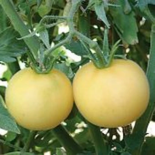 Garden Peach Yellow Tomato TM413-20