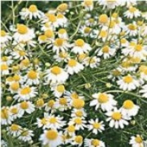 German Chamomile HB22-1500