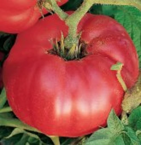 German Johnson Regular Leaf Tomato TM48-20