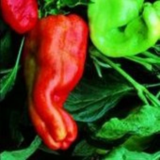 Giant Aconcagua Peppers SP28-20