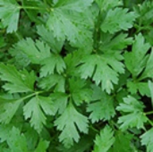 Giant Italian Parsley HB151-100