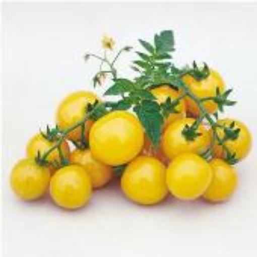 Gold Nugget Tomato TM346-20