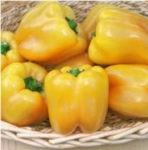 Golden Summer Peppers SP31-10