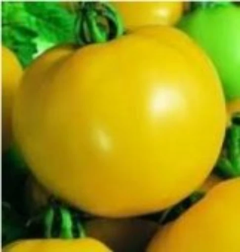 Reimer Seeds. Golden Sunburst Tomato, Golden Sunburst Tomato Seeds