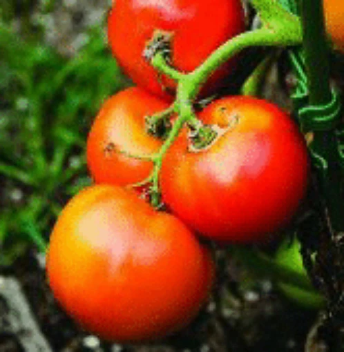 Grandeur Tomato TM485-20