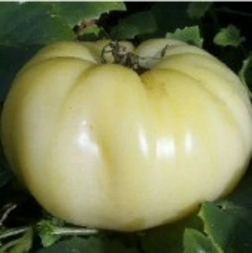 Great White Beefsteak Tomato TM55-20