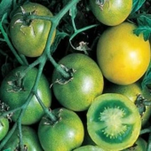 Green Grape Tomato TM56-20