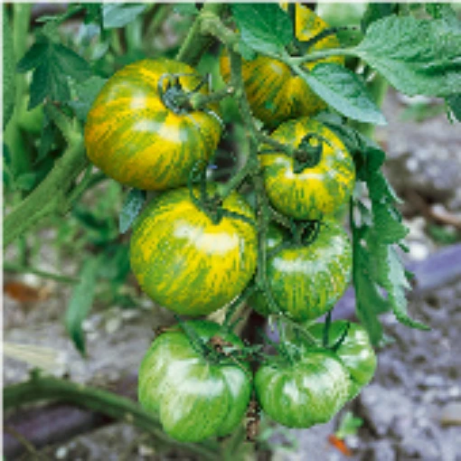 Green Zebra Tomato TM57-20