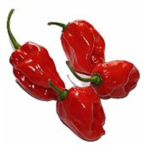 Habanero Red Peppers (Strain 2) HP1785-10