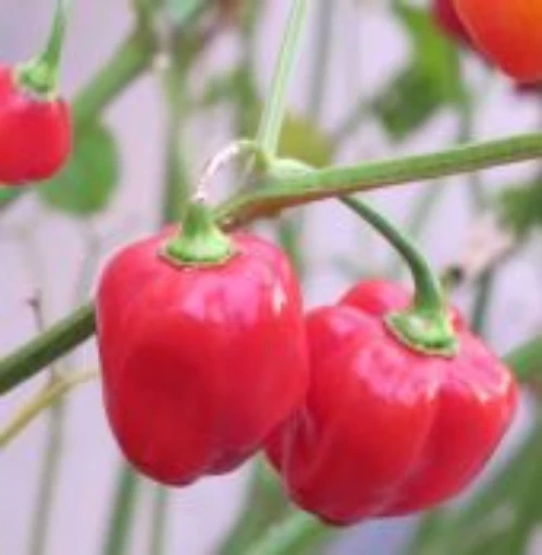 Caribbean Red Peppers, Caribbean Red Pepper Seeds. Reimer Seeds