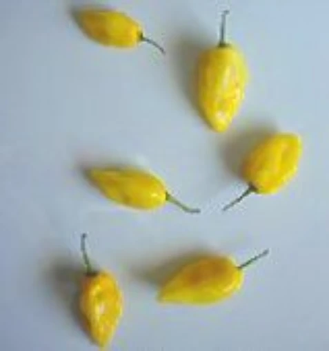 Habanero Hot Peppers (Carolina Yellow) HP1852-10