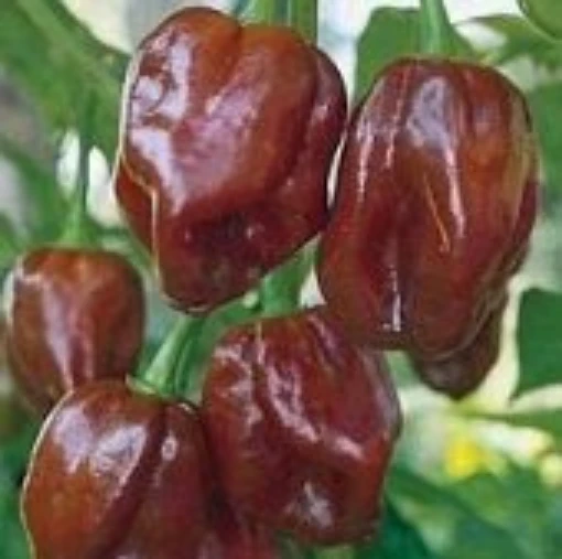 Habanero Chocolate Peppers Strain 4 HP1946-10