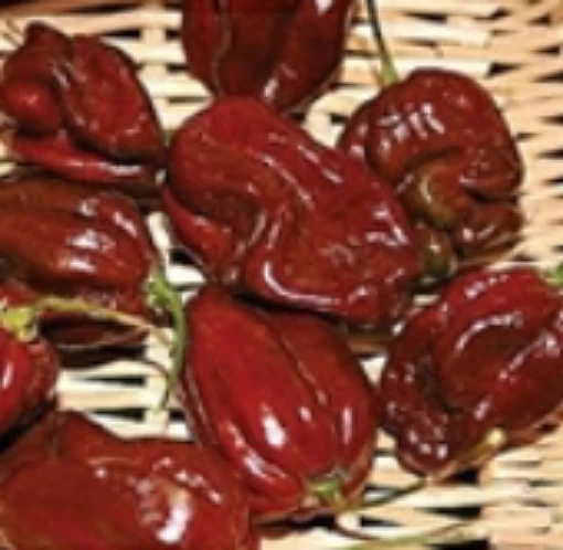 Habanero Chocolate Peppers Strain 5 HP1982-10