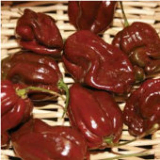 Habanero Hot Peppers (Chocolate Strain 7) HP2013-10