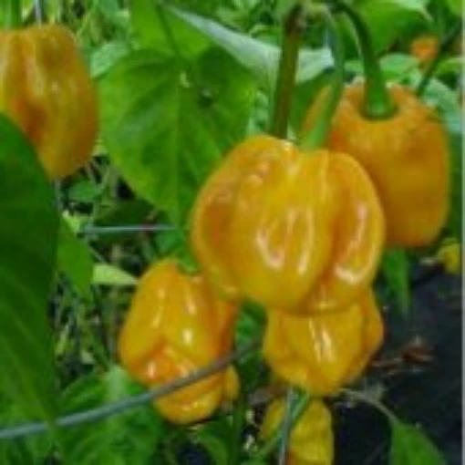 Golden Habanero Peppers HP444-10