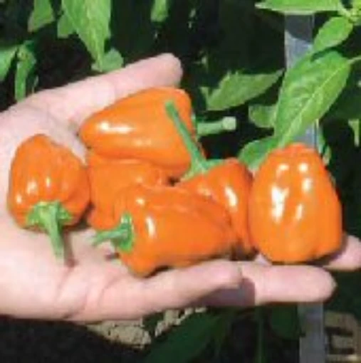 Orange Plum Habanero Peppers HP2004-10