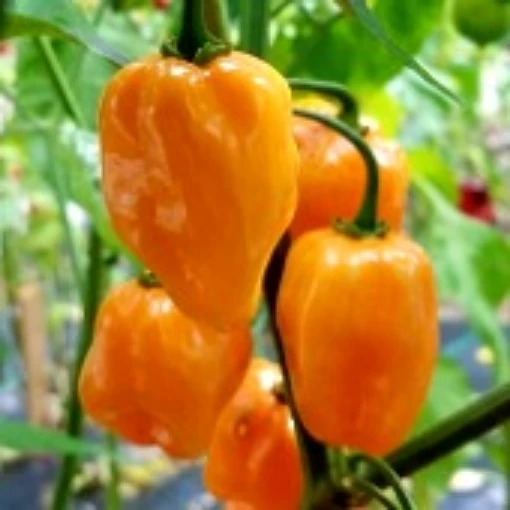 Habanero Hot Peppers (Orange Strain 5) HP1930-10