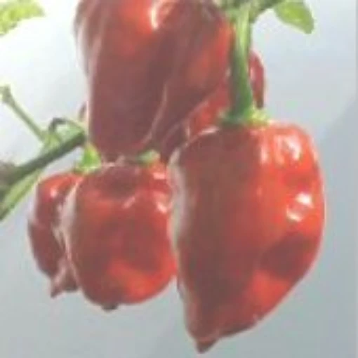 Red Dominica Habanero Peppers HP854-10