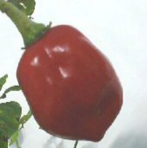 Habanero Red Peppers (Strain 1) HP1928-10