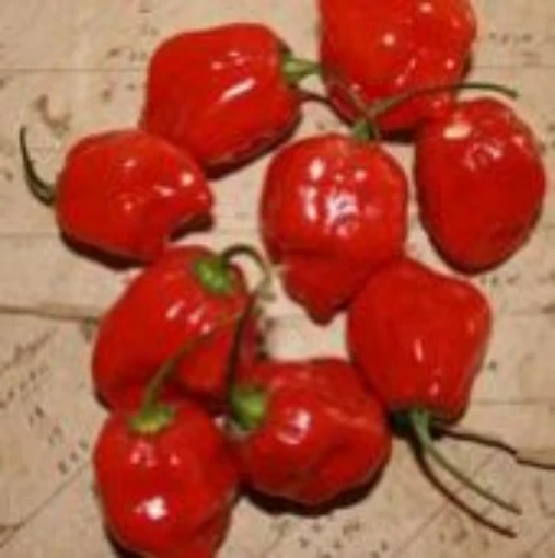 Habanero Red Peppers (Strain 3) HP1983-10