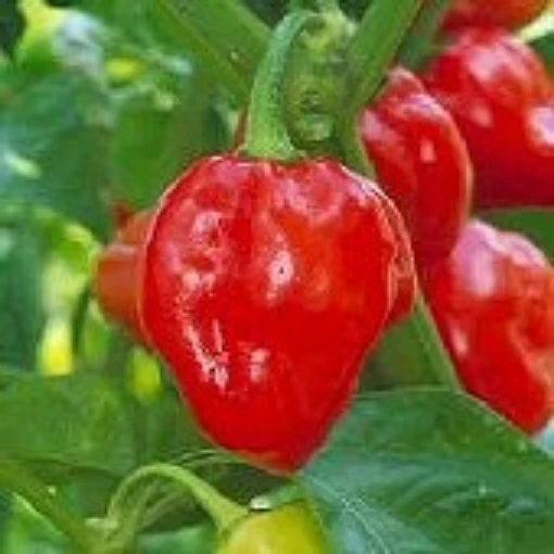 Habanero Hot Peppers (Savannah Red) HP2019-10