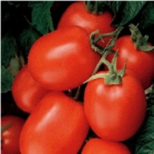 Health Kick Tomato TM277-10