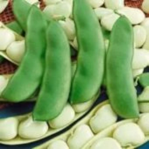 Henderson Bush Lima Beans BN4-50
