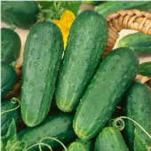 Homemade Pickles Cucumbers CU10-20
