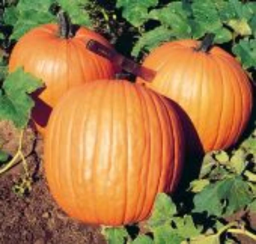 Howden Pumpkins PM5-10