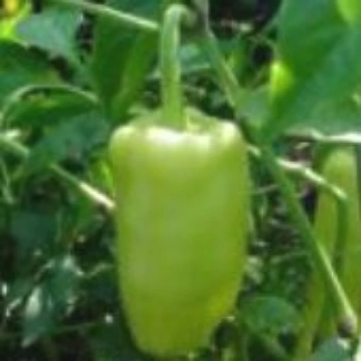 Hungarian Stuffing Hot Peppers HP118-10