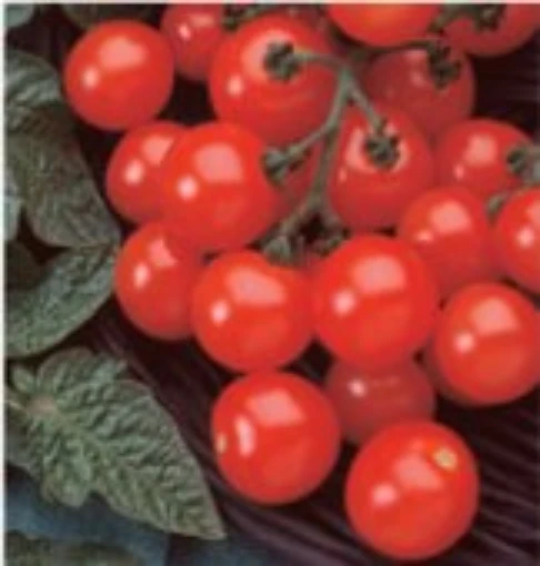 Husky Cherry Red Tomato  TM65-20