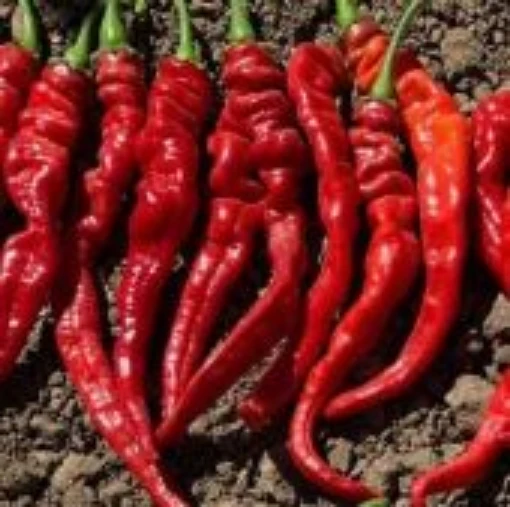 Iberian Cayenne Peppers HP1916-20