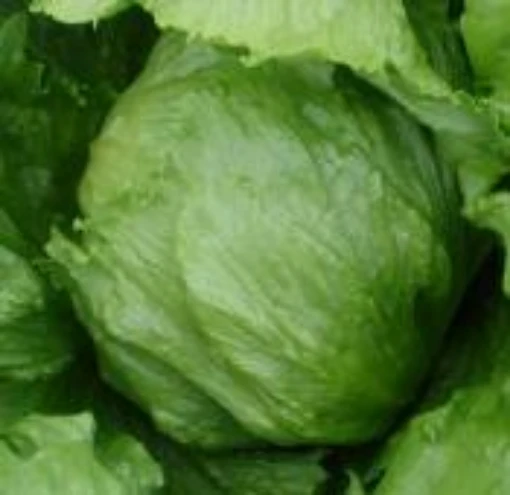 Iceberg Lettuce LC8-100